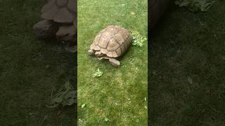 he’s such a cutie 😭❤️#tortoise #cute #pet #shorts