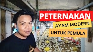 PETERNAKAN AYAM MODERN UNTUK PEMULA, PANEN LEBIH BANYAK DAN MINIM BAU