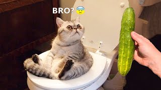 Funny And Cute Cats😁 |Best Funniest Animals 2024😂