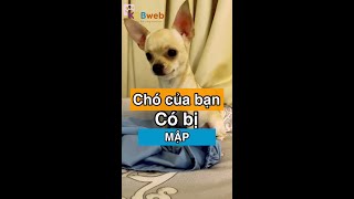 Chú chó của bạn có bị mập #chamsocthucung #thucung #kenhcuaBu #pets