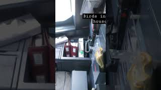 Bird inside the cockpit of A320neo #aviation