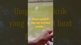 viralnya umpan ini bikin semua pemancing pada pake