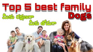 Top 5 dogs for family members | Taju Logics