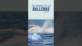 Día Mundial de las Ballenas