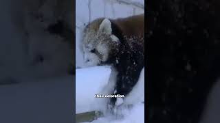 Red Pandas: The Bamboo Munchers #shorts #animals #cute