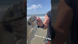 Surfcasting in Bretagna orata #fishing #fishingtechniques #orata #bigfish #fishinglife