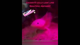 Coconut the Axolotl Has Beautiful Gills! #axolotl #beautiful #pets #onedirection #cute #animals