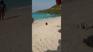 The life of a beach dog (Pattaya, Thailand)