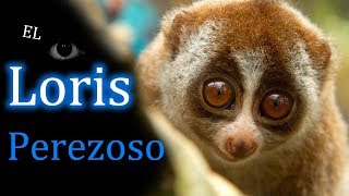 El Loris perezoso: Maltratado, adorable y peligroso