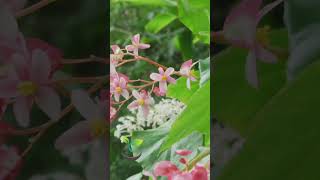 🌸How often to water Begonias?