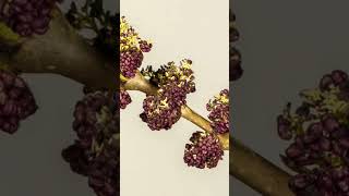 Slowed time - flowering plant