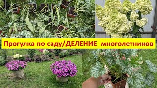 💕Обзор сада 🌿🌲🌿🌲🌱на 14.08.23