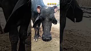 ma mujhe kala kyu banaya /ham kale h to kya huaa dil vale h /WhatsApp status video #shorts #viral 🤣🤣