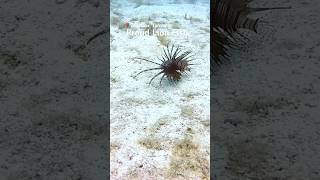 Just a proud lion fish down in Zanzibar #diving #travel #shorts