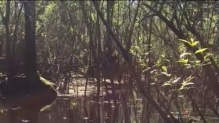 The Lettuce Lake Park Footage ENHANCED VERSION Bigfoot, Sasquatch, Skunk Ape, Yeti