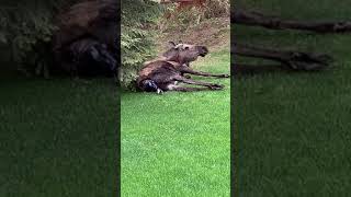 Moose gives birth at our neighbourhood