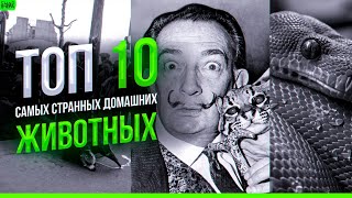 Топ 10 самых странных домашних животных | Prodavec3