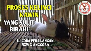 PROSES KAWIN KELINCI YANG SANGAT SULIT BIRAHI