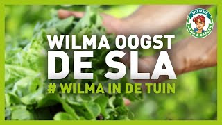 Wilma In De Tuin - Wilma oogst de sla!