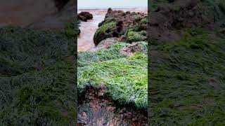 Edible Seaweed - Gutweed (Ulva intestinalis). An expert foraging guide by Robin Harford