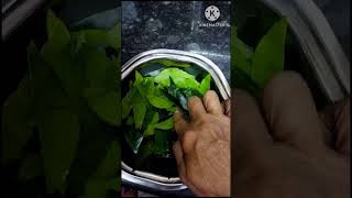 Nartha elai podi (citron leaf powder) #curdrice #youtubeshorts #village #traditional#grandma #unique