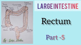 #largeintestine #Rectum  / part -5