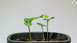 Cantaloupe melon plant growing - time lapse [4K]