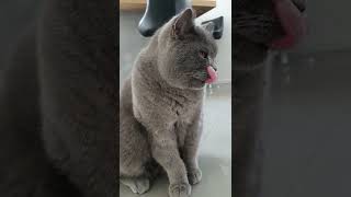 Funny Cat Balu cleaning itself. Kater Balu nach dem Frühstück. Cat Video. Cat Videos.