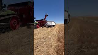 Wheat harvest 2k24 pt.3