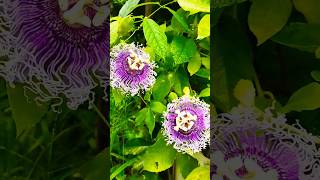 রাখি ফুল গাছ||gardening video||#trending #flowers #shorts #status