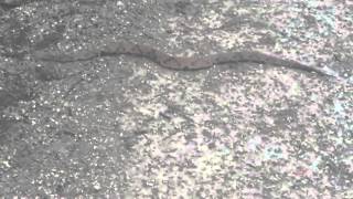 Meeting a Copperhead on the Katy Trail