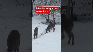 Deer eating in the backyard 🦌 #shorts #animals #deer