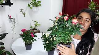 Indoor rose care (English)