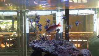 schooling Banggai cardinals