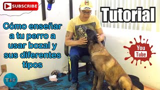 Como enseñar a tu perro a usar bozal | Tutorial Entrenamiento Canino