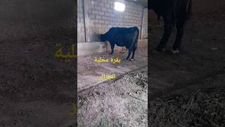 تربية الأبقار: بقرة محلية سوداء داكنة الجزائر vache Laitière locale  noir foncé