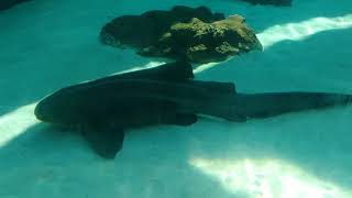 Sharks @ aquarium of the Pacific