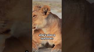 Did You Know? | Amazing Intriguing Facts about the Female Lion