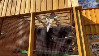 Obi at the Eagle Creek Park Ornithology Center (Owl Fest)