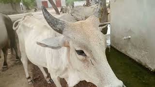 Mesmerizing Scene: Majestic Bulls and Graceful Cows Drinking Water in a Serene Landscape"