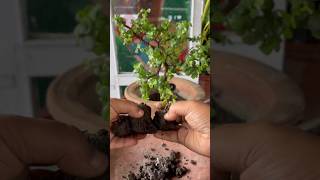 jade plant propagation from different media | jade plant #viral#shorts#gardening#jade#banita21