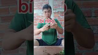 mai con bí nhỏ