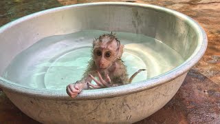 Awesome Baby Monkey Ella Take A Shower By Yourself