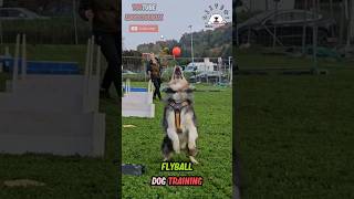 ⚡🐕🔥Apprendre le FLYBALL vitesse grand "V" 🥎🏆🎓 #éducationcanine #chiens #chien #sportscanins #flyball