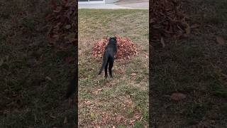 Assistant Teddy playing in the leaves 🍁 #blackcat #autumn #halloween