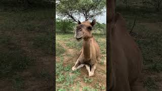 انظر إلى وجه الجمل #camel #camellife #animals #camellove