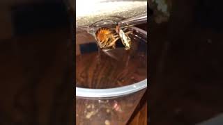 Yellow Garden Spider making quick work of a cockroach! 😳🔥 #shorts #tiktok #spider #cockroach