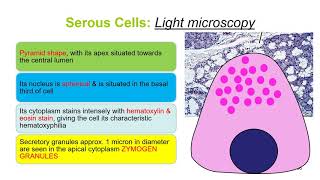 HISTOLOGY OF SALIVARY GLAND