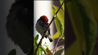 WildLife 7 #Shorts beautiful and colorful birds