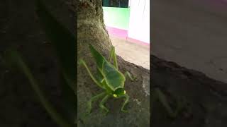 mantis gigante)